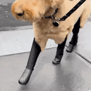 Furfect Suspender Dog Boots