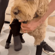 Furfect Suspender Dog Boots