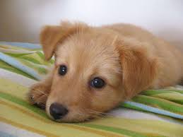 Jolanda Styles- Verified Customer